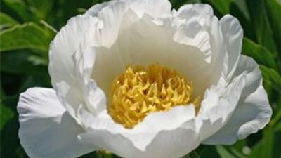 Paeonia lactiflora 'Jan van Leeuwen'