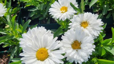 Leucanthemum max. 'Sweet Daisy Lighthouse Single'
