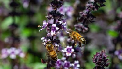 Bienenstauden Paket groß