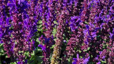 Salvia nemorosa 'Great Grape'