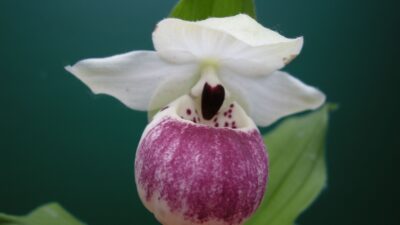 Cypripedium x cult. 'Ulla Silkens'
