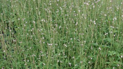 Verbena officinalis