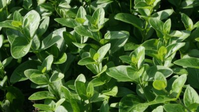 Vinca major