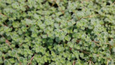 Thymus praecox