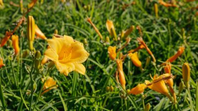 Hemerocallis x cult. 'Stella d'Oro'