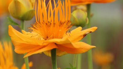 Trollius chinensis 'Golden Queen'