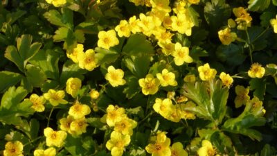 Waldsteinia ternata