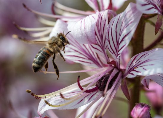 Insektenstauden_MH_groß-14
